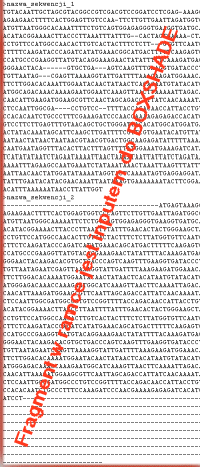 ClustalW-i_o_4BOXSHADE